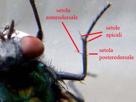 Lucilia sericata  ♀ (Calliphoridae)
